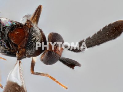 Tonalidades vinosas en parte del cuerpo de la hembra de C.comperei: parte de la cabeza,escutelo y axilas.Ocelos formando un triángulo agudo.